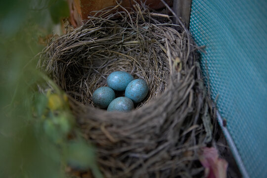 Blackbird nest with blue eggs in Lleida, Spain