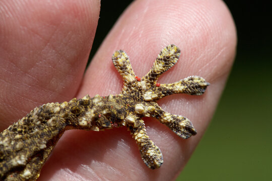 Moorish gecko foot showing adhesive toe pads in macro