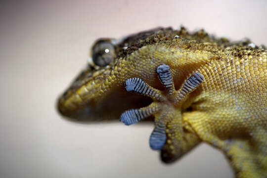 Close-up portrait of a Moorish gecko with adhesive toe pads