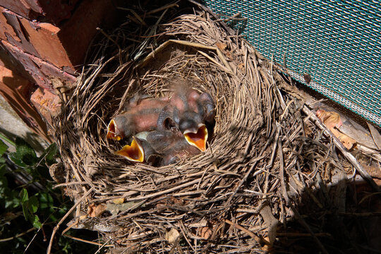 Blackbird chick in nest at Lleida, Spain