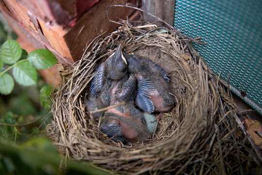 Blackbird chick in nest in Lleida, Spain