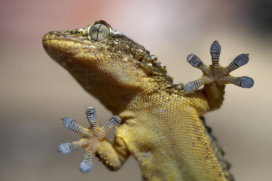 Close-up of a Moorish gecko with adhesive toe pads