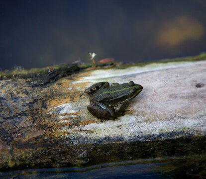 European pond frog resting on weathered log by water