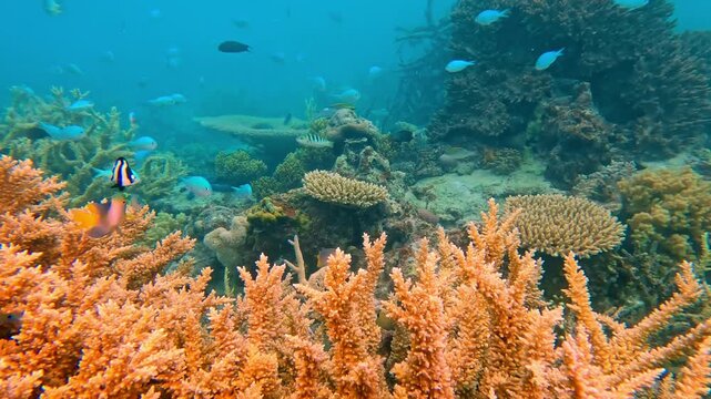 Rainbow Reef vibrant coral reef flourishing with various species of fish and colorful corals, including branching and plate forms, creating a rich ecosystem in the clear blue waters of Fiji