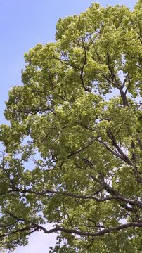 A tree and fresh green leaves swinging in the wind under the blue sky. Abstract background with a scene of early summer season.