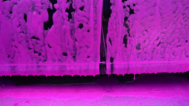Car wash with pink foam soap covering the vehicle surface