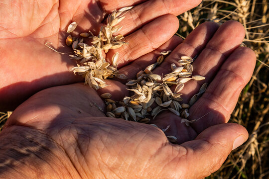 Farmer holding cereal grain in hands at harvest time