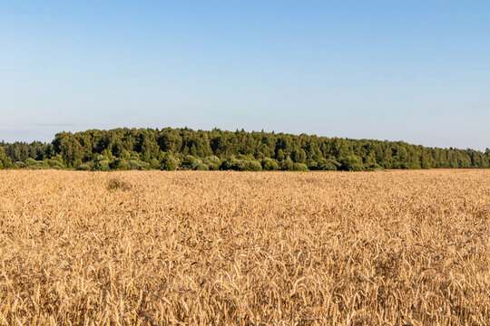 Golden cereal field beneath a clear blue summer sky