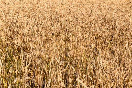 Golden cereal field with ripe grain under summer sunlight
