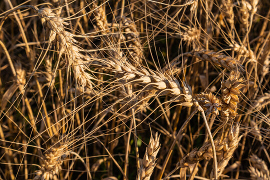 Golden wheat ears in ripe cereal field at harvest time