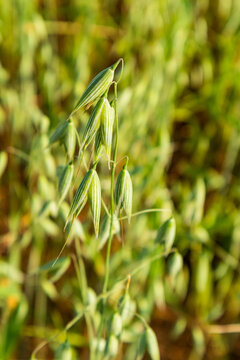 Green oat grain ripening in a sunlit cereal field