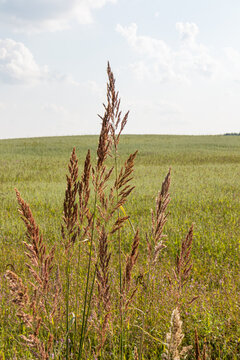 Wild grass in a cereal field beneath cloudy summer sky
