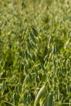 Green oat grain ripen in sunlit cereal field