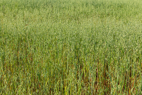 Green cereal field with dense ripening grain texture