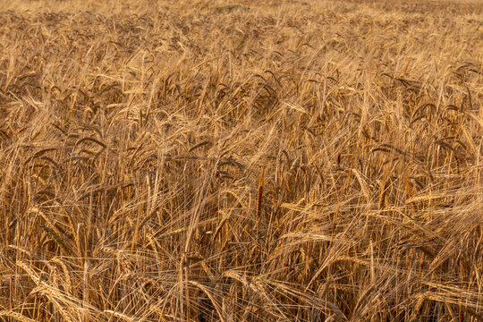 Golden cereal field with ripe grain at harvest time