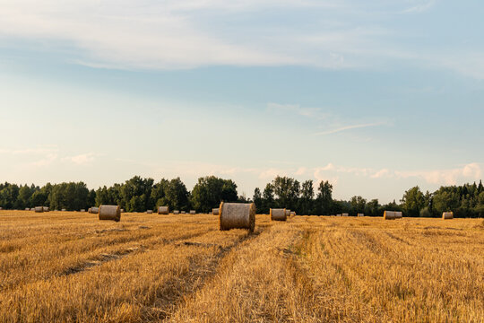 Golden cereal field with hay bale beneath summer sky