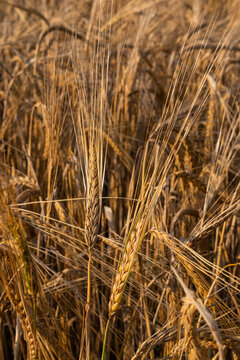 Golden cereal ears ripen in a sunlit agricultural field