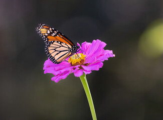 Obraz premium Monarch on pink flower