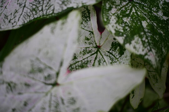 Caladium Leaves with White and Green Variegated Pattern Close Up, Tropical Ornamental Plant