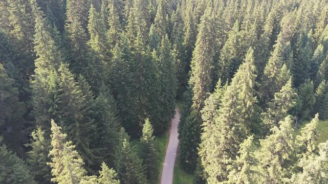 Aerial Drone Rising Above Path Through Dense Pine Forest in Bijambare