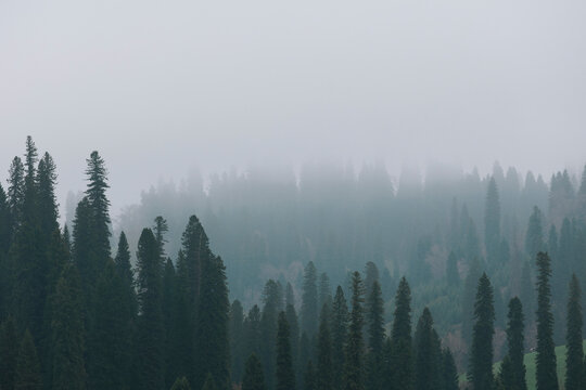 Coniferous Forest Shrouded in Fog.
