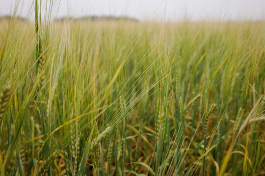 Green wheat stalks growing in agricultural field