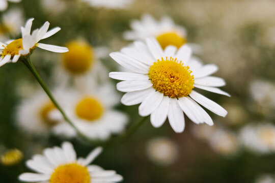White daisy flowers in soft focus outdoors