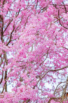 Pink weeping cherry blossom clusters on drooping branches, Kyoto, Japan
