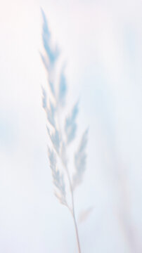 A soft pastel gradient with blurred botanical shadows evokes a peaceful summer haze. Light, airy tones and gentle textures create a calming, modern abstract design.