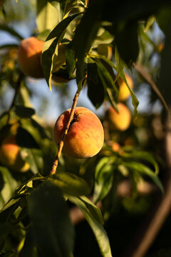 Ripe peach hanging on tree branch in sunny orchard background, summer harvest concept