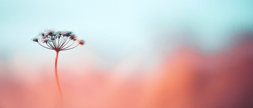 A dreamy abstract flower silhouette emerges through soft botanical blur. 