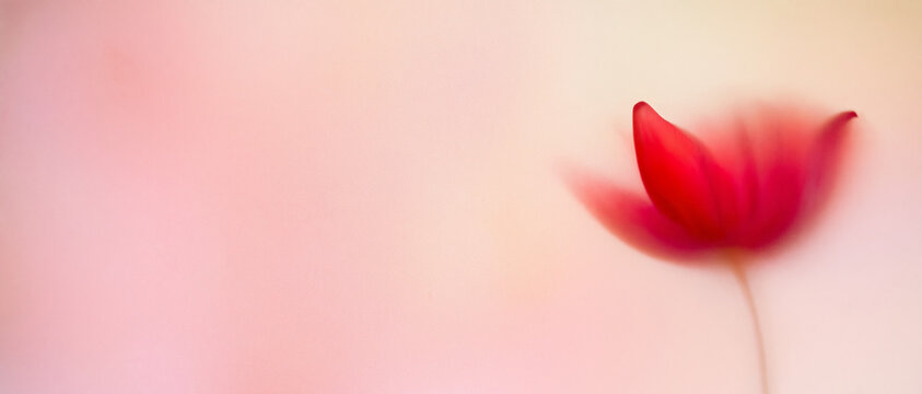 A blurred red flower silhouette emerges softly from a pastel gradient background. Analog grain and airy diffusion create an elegant, dreamy abstract composition.