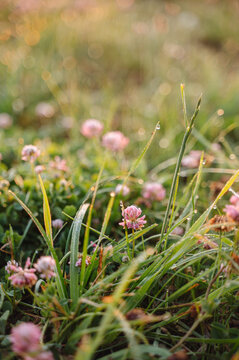 Pink clover in meadow grass at summer sunrise