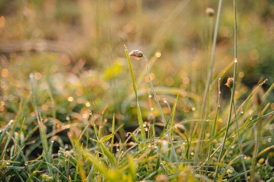 Dewy grass meadow at sunrise on a summer morning