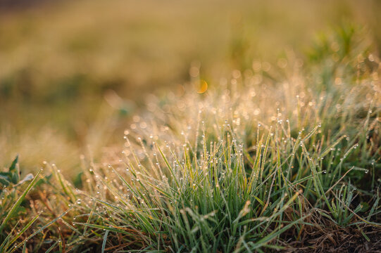 Dew covered grass glowing in summer sunrise light