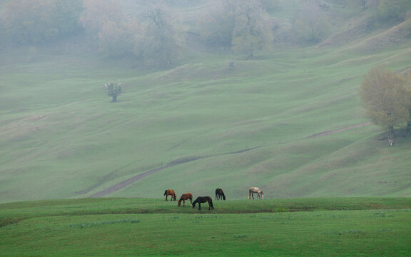 Green Ridge and Grazing Horses Shrouded in Fog.