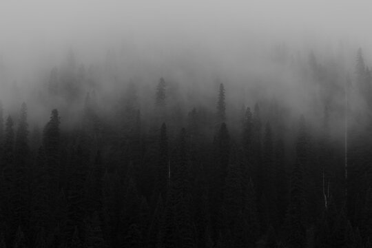 Coniferous Forest Shrouded in Fog.