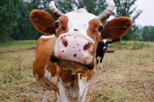 Curious cow looking at camera in pasture