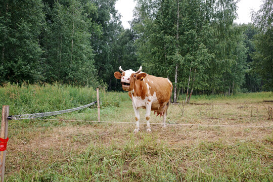 Brown and white cow standing in rural pasture with birch trees