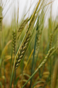 Close-up of green wheat stalks in field