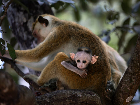 Baby Toque Macaque Clinging to Its Mother in Wilpattu National Park