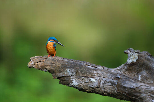 Common Kingfisher Perched on a dead branch