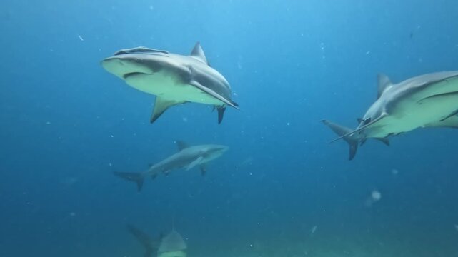 Bull sharks swimming gracefully underwater during a shark feeding event in the clear blue ocean of the Fiji Islands, showing marine life predators in their natural habitat