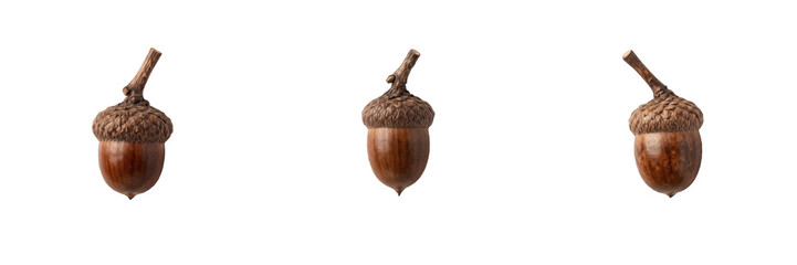 Set of brown acorns with caps and stems isolated on white background for autumn, nature, and forest stock photography © AADi