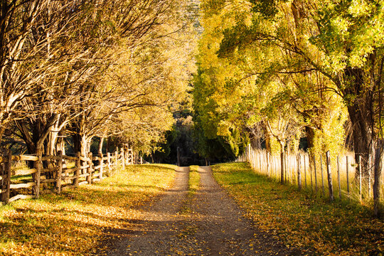 Autumn Tree-Lined Driveway