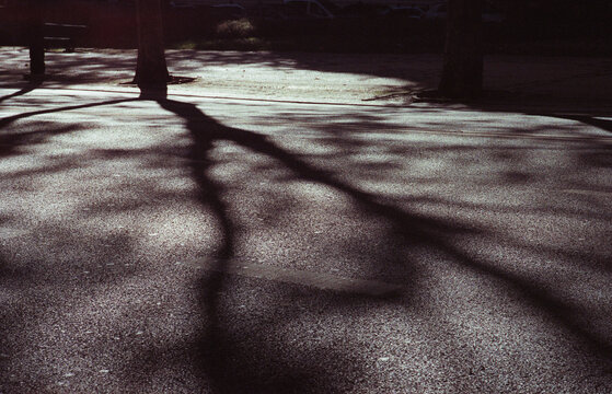 Tree Shadows Cross Pavement