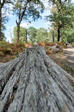 Low Angle View of Weathered Fallen Tree Log in Summer Forest