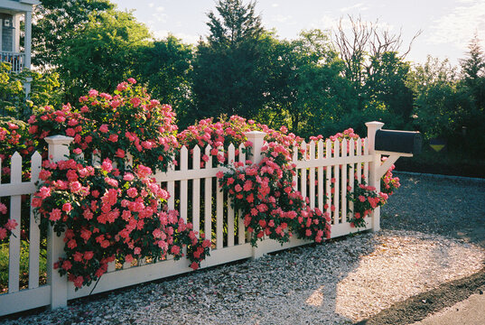 Colorful Roses in bloom white picket fence film 