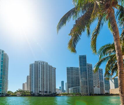 Palm trees and Downtown Miami skyscrapers at Riverwalk