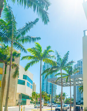Palms skyscrapers and cars in Downtown Miami
